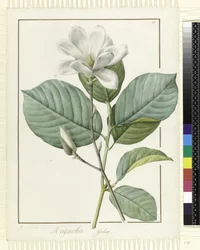 Magnolia Yulan Magnolia Denudata